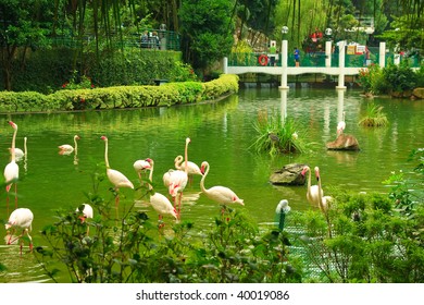 Flamingo In Kowloon Park