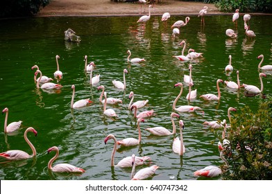 Flamingo In Kowloon Park, Hong Kong