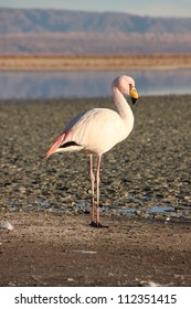 Flamingo In Laguna De Chaxa, Atacama Desert, Chile.