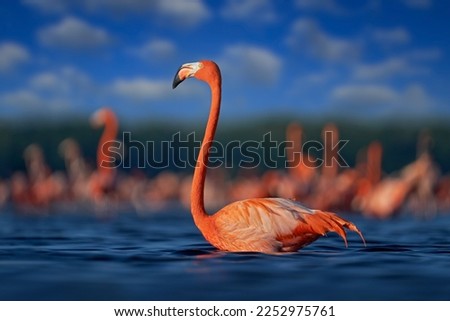 Flamingo, Mexico wildlife. Flock of bird in the river sea water, with dark blue sky with clouds. American flamingo, Phoenicopterus ruber, pink red birds in the nature mangrove habitat, Ría Celestún.