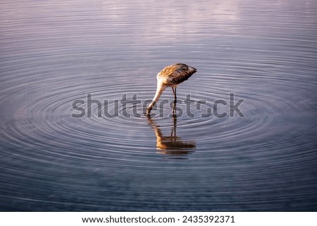 Flamingo, Nature, Bird,water, animal image

