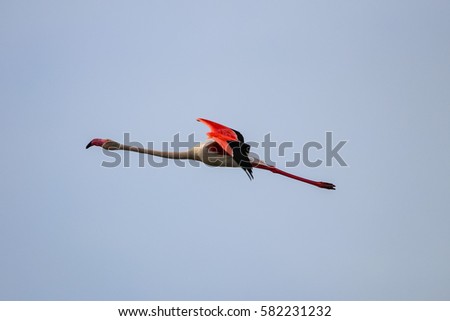 Similar – Image, Stock Photo bird Beautiful Ocean