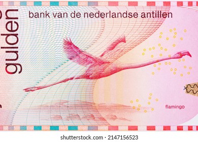 Flamingo From Netherlands Antillean Money - Guilder