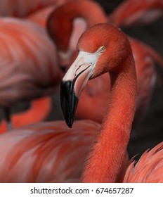 Flamingo, Oklahoma City Zoo