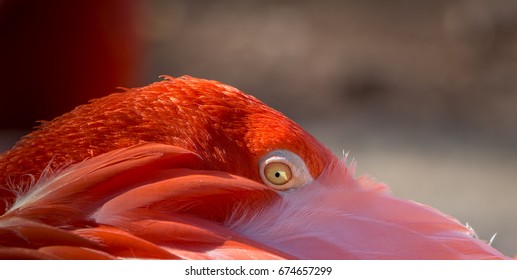 Flamingo, Oklahoma City Zoo