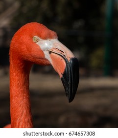 Flamingo, Oklahoma City Zoo