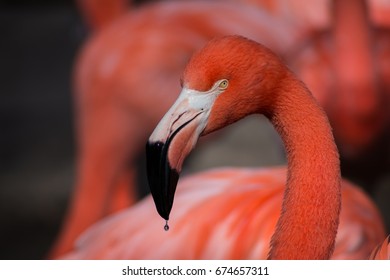 Flamingo, Oklahoma City Zoo