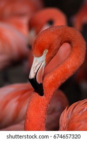 Flamingo, Oklahoma City Zoo