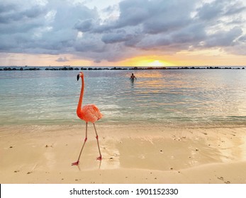 Flamingo On Aruba Beach At Sunset