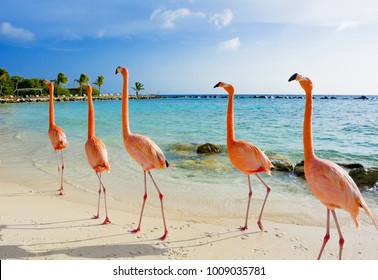 Flamingo on the beach, Aruba island