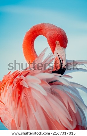 Flamingo on Renaissance Island Flamingo Beach Aruba
