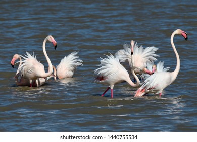 Flamingo Order Phoenicopteriformes Any Six Species Stock Photo ...