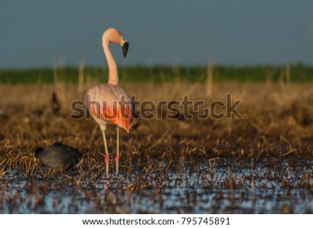 Flamingo, Patagonia Argentina