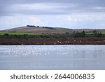Flamingo, Phoenicopterus roseus. birds flying over the Laguna de Medina, Jerez de la Frontera, Cadiz Province in Spain