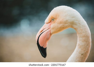 Flamingo Pink, Phoenicopterus Roseus, Close Up View