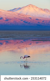Flamingo, Pink Sunset Above Atacama Desert