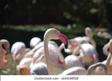 A Flamingo Playing Peek-a-boo At The Zoo