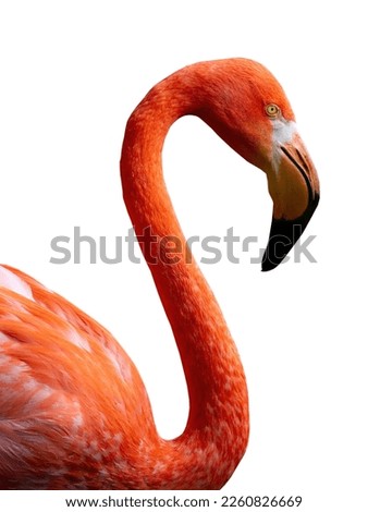Flamingo portrait isolated on white background