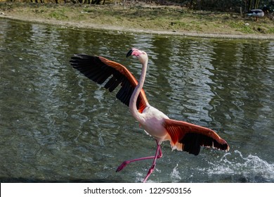 Flamingo Raising His Wings