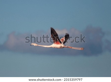 Flamingo in Ria Formosa, Algarve, Portugal
