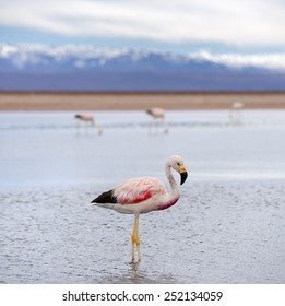Flamingo At The Salt Lagoon In Atacama Desert