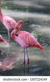 Flamingo At The San Antonio Zoo. 