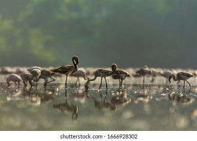 Flamingo Scape In The City Of Mumbai