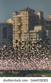 Flamingo Scape In The City Of Mumbai