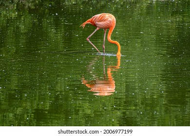 Flamingo Sitting With His Feet And Head Underwater, Creating A Symmetric Reflection