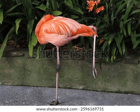 Flamingo sleeping while standing balanced on one thin leg.