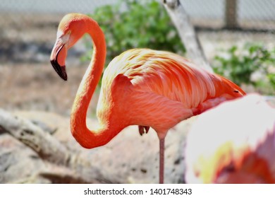 flamingo one foot