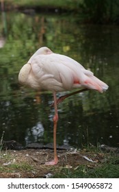 Flamingo standing on one foot