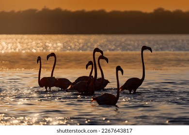Flamingo sunset, Mexico wildlife. Flock of bird in the river sea water, with dark blue sky with clouds. American flamingo, Phoenicopterus ruber, red birds in nature mangrove habitat, Ría Celestún. - Shutterstock ID 2267643817