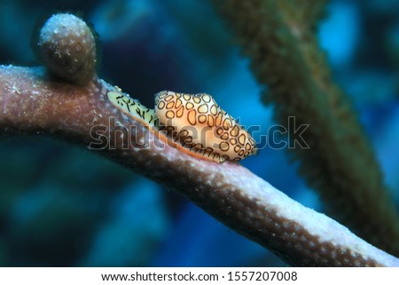 Flamingo tongue snail (Cyphoma gibbosum) underwater in the tropical caribbean sea of Bonaire