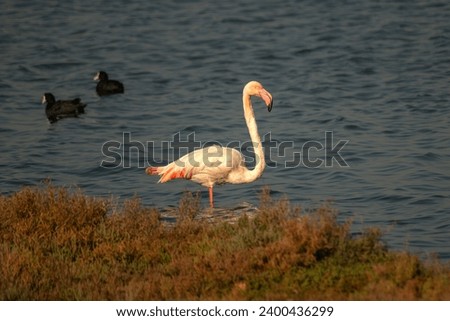 flamingo trying to feed by the sea