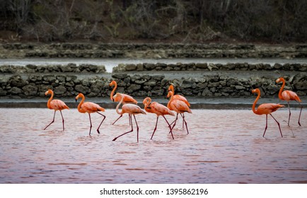 Flamingo Views around the Caribbean Island of Curacao