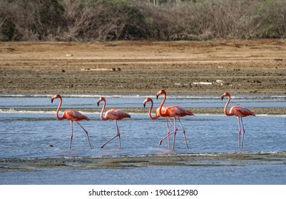 Flamingo views around the Caribbean island of Curacao