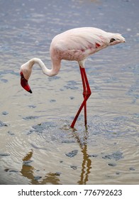 Flamingo Wading In Lake Manyara National Park