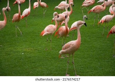 Flamingo Walking On The Lawn