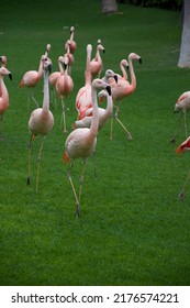 Flamingo Walking On The Lawn