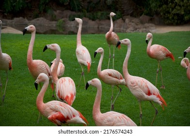 Flamingo Walking On The Lawn