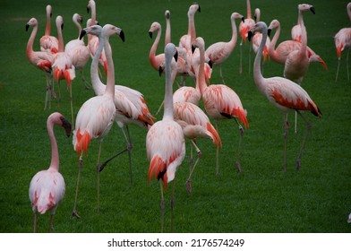 Flamingo Walking On The Lawn