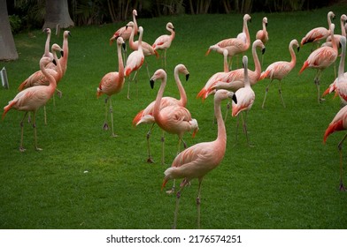 Flamingo Walking On The Lawn