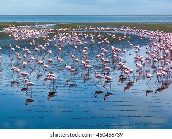 Flamingo At Walvis Bay Lagoon, Namibia