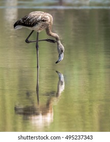 Flamingo, Wild Life