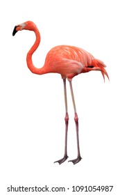 Flamingo wing pink and black color isolated on white background, This has clipping path.