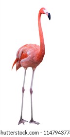 Flamingo wing pink and black color isolated on white background, This has clipping path.
