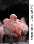 Flamingo in the zoo of Leipzig