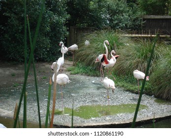 Flamingoes, Auckland Zoo, New Zealand