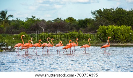 Flamingoes at Celestun Biosphere Reserve, Yucatan, Mexico